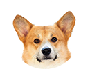 Корги